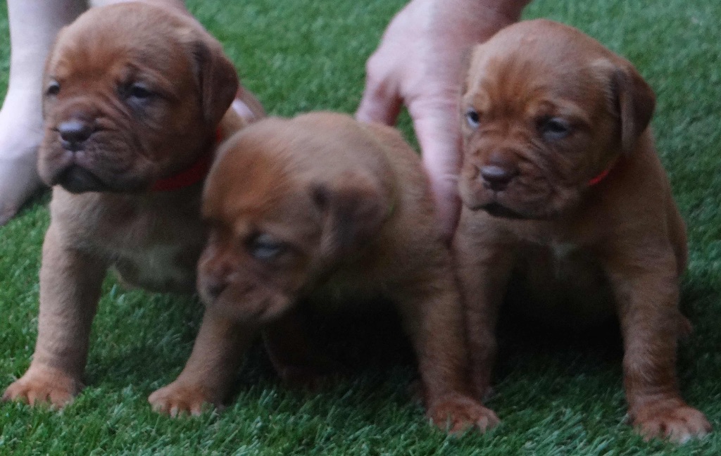 Des Dogues D'Or - Naissance de 4 chiots le 14 juin 2015